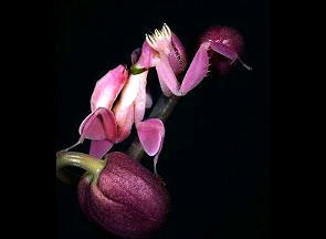 兰花螳螂 orchid mantis