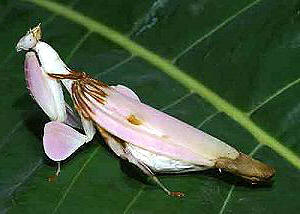兰花螳螂 orchid mantis
