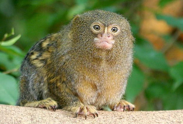 侏儒狨猴 pygmy marmoset