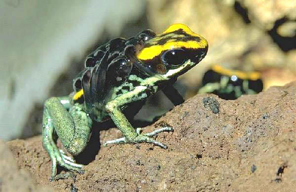 画眉箭毒蛙 lovely poison dart frog